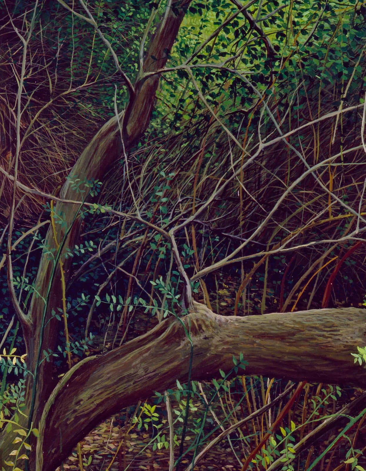 Árbol Caído — 2 de 3