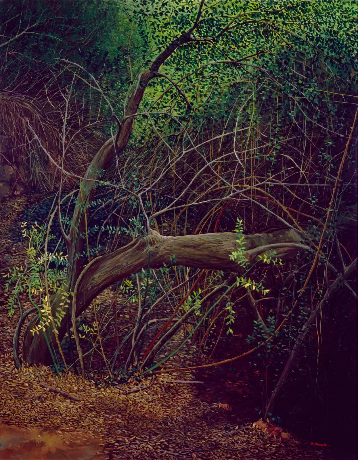 Árbol Caído — 1 de 3